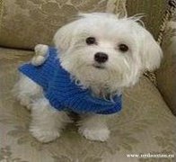 卖马尔济斯